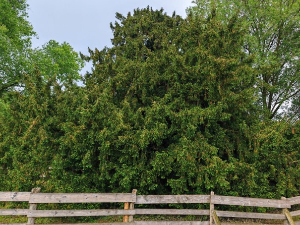 Lebacher Lions feiern unter der Eibe (Nationalerbebaum) auf Schloss La Motte und spenden 5000€ für die Hochwassergeschädigten!